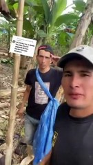 mi pana y yo cuando estamos cosechando #flacucho #Lemon8Diary #humor