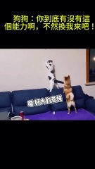 搞笑動物系列第259集 狗狗：你到底有沒有這個能力啊，不然換我來吧！ #搞笑 #喵哥是萌新 #科普 #搞笑 #喵哥是萌新 #科普 #animals #貓咪 #https #貓咪 #funny #萌寵
