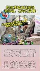 搞笑動物系列第253集 狗狗能被铁链拴起来的喵，绝对有故事! #搞笑 #喵哥是萌新 #科普 #搞笑 #喵哥是萌新#科普 #animals#貓咪 #https#貓咪 #funny #萌寵 #萌寵#cat