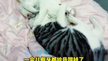 搞笑動物系列第251集 铺垫这么久就是为了给我下套 #搞笑 #喵哥是萌新 #科普 #搞笑 #喵哥是萌新 #科普 #animals #貓咪 #https #貓咪 #funny #萌寵 #萌寵#cat