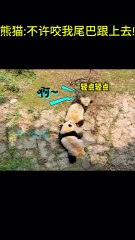 搞笑動物系列第254集 熊猫不许咬我尾巴跟上去! #搞笑 #喵哥是萌新 #科普 #搞笑 #喵哥是萌新 #科普 #animals #貓咪 #https #貓咪 #funny #萌寵 #萌寵 #cat