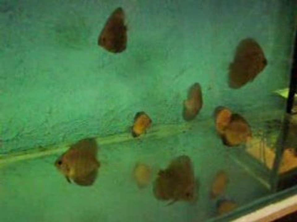 Video 1