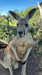Kangaroo shifting