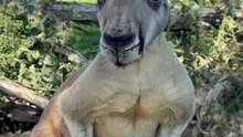 Kangaroo shifting