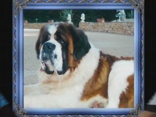 SAINT BERNARD