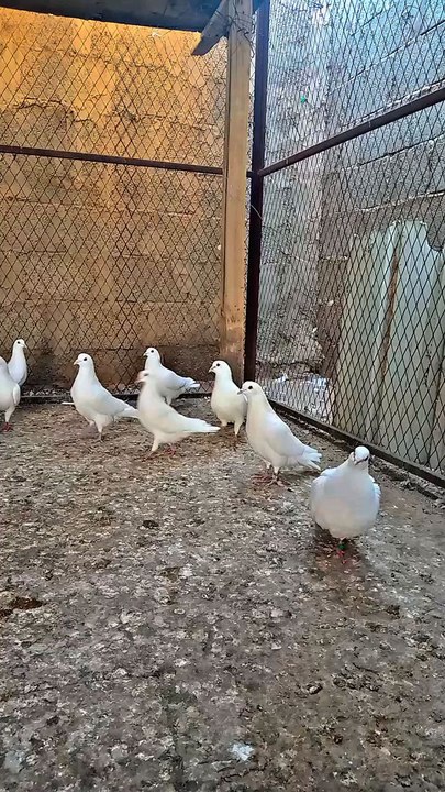 pigeon