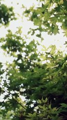 Reborn Reviled and Ridiculously Loved Full Episode