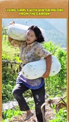 The winter melons in my garden are overflowing this year