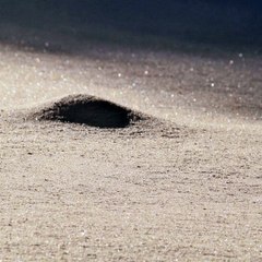 【Koto Music】 Snow Fairy