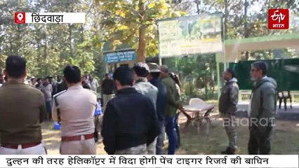 राजस्थान से पेंच टाइगर रिजर्व पहुंची बारात, दुल्हन बन आर्मी के हेलीकॉप्टर से विदा होगी बाघिन