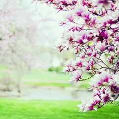 【Koto Music】 Spring Garden: 2nd Mov.