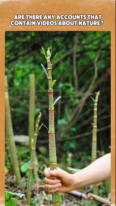 green bamboo