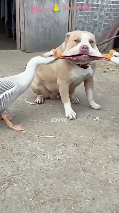 #funny ducks