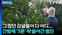 [자막뉴스] 무려 '3톤' 쓸어갔다... 텅 빈 감귤밭에 제주 농가 주의보 / YTN