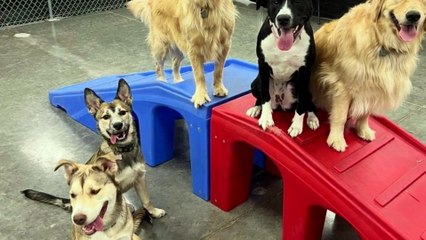 Lesley’s Pet Sitters of Sarasota, Bradenton & Venice