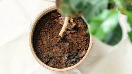 9 Reasons Why Your Houseplants Keep Dying After Being Repotted