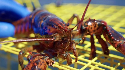 The Fifth Estate S51E07