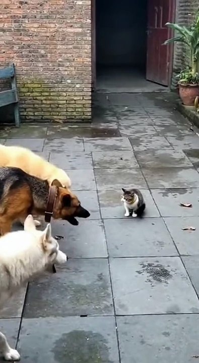 Funnyvideo