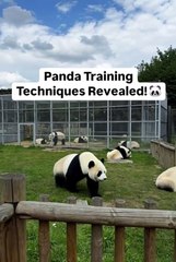 Unlocking Panda Secrets: Training Techniques Revealed! 🐼