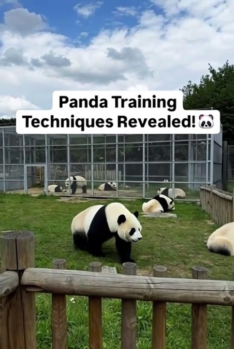 Unlocking Panda Secrets: Training Techniques Revealed! 🐼