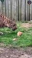 Mother Cat Fights Leopard to Save Her Kitten