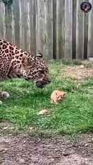 Mother Cat Fights Leopard to Save Her Kitten