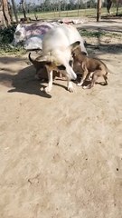 "Mother Dog Starves Herself to Feed Her Puppies | Heart-Touching Rescue Moment"