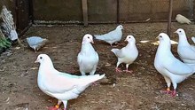 pigeon  kabotar