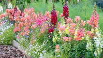 9 Gardening Tips For Growing A Big Snapdragon Garden