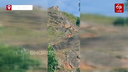 பகலில் உலா வந்த புலி - பொதுமக்கள் அச்சம்