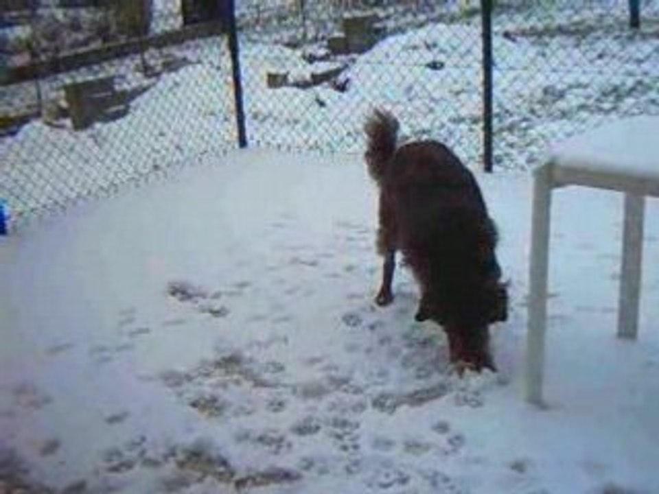 Caramel mou joue dans la neige avec la balle