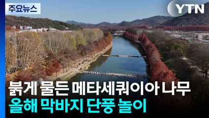 올해 막바지 단풍 놀이...늦가을 정취 만끽 / YTN