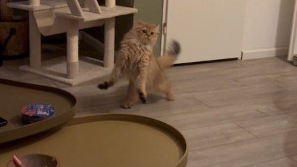 Cat walks like it's holding an invisible box and rejects human attention