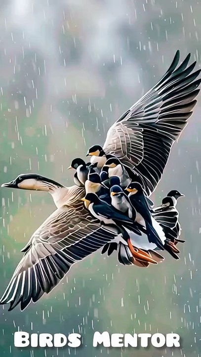 Birds video