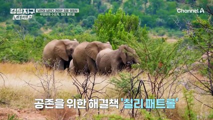 주민들이 코끼리와의 공존을 위해 찾은 방법, 칠리 패트롤