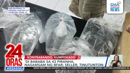 43 smuggled piranhas intercepted | 24 Oras Weekend