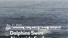 Dolphins Swim Alongside Surfers In Australia