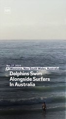 Dolphins Swim Alongside Surfers In Australia