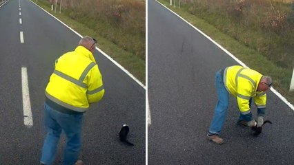 Gattino in difficoltà sull'Aurelia, il camionista si ferma per aiutarlo: il video del salvataggio