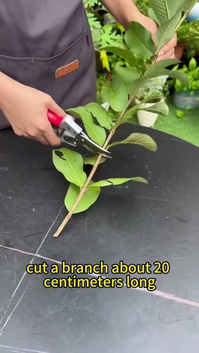 Grow Guava from cutting!