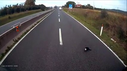 Grosseto, ferma il traffico sull'Aurelia per salvare un gatto, il video