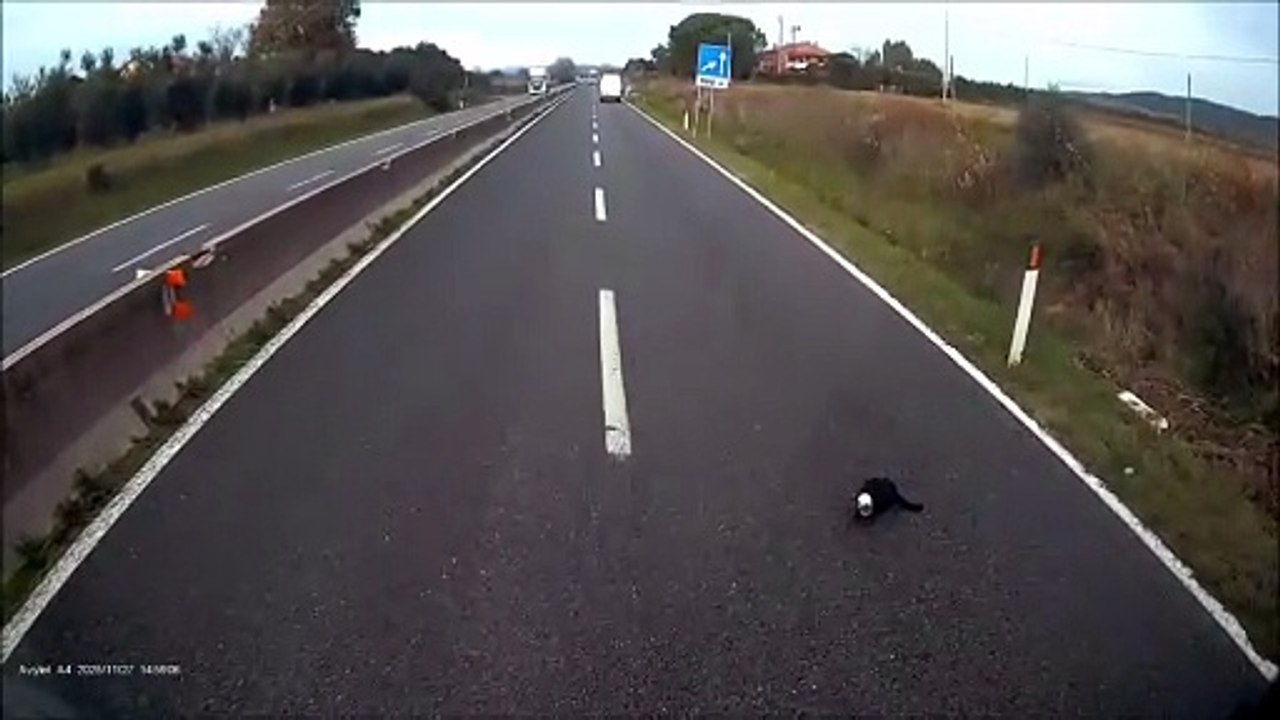 Grosseto, ferma il traffico sull'Aurelia per salvare un gatto, il video