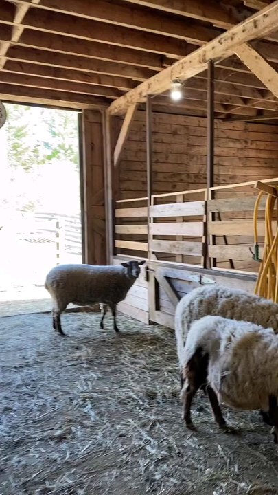 sheep