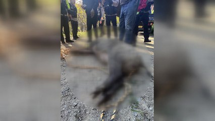 아파트 단지로 내려온 멧돼지에 주민 2명 다쳐 / YTN