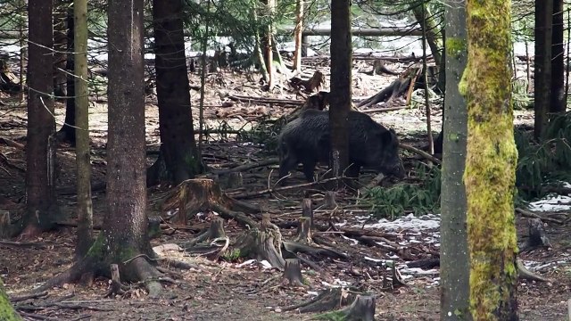 Planas aclara que la peste porcina no afecta a humanos y buscará limitar el impacto económico