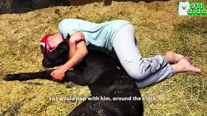 Injured Mama Horse Learns To Run Again For Her Baby Boy