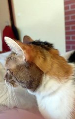 I Guess I’m Not a Human Anymore… I’m Her SOFA! 😹💤 #cat #funny #FunnyCats #shorts #CatShorts #ViralCats #trending #foryou