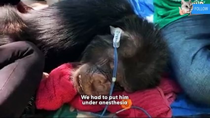 Chimp Chained Up For Thirty Four Years Gets His Own Island