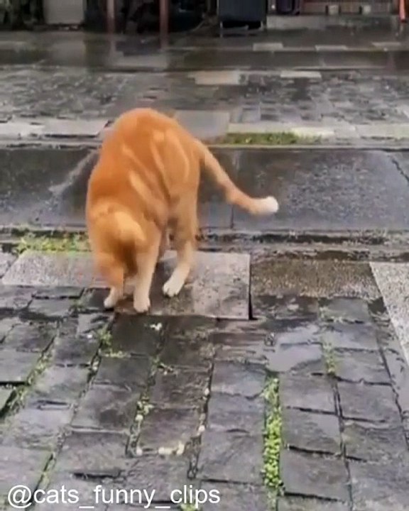 Les Chats les Plus Curieux du Monde_1758375689