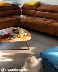 Les moments les plus mignons et drôles de chats_1753520996